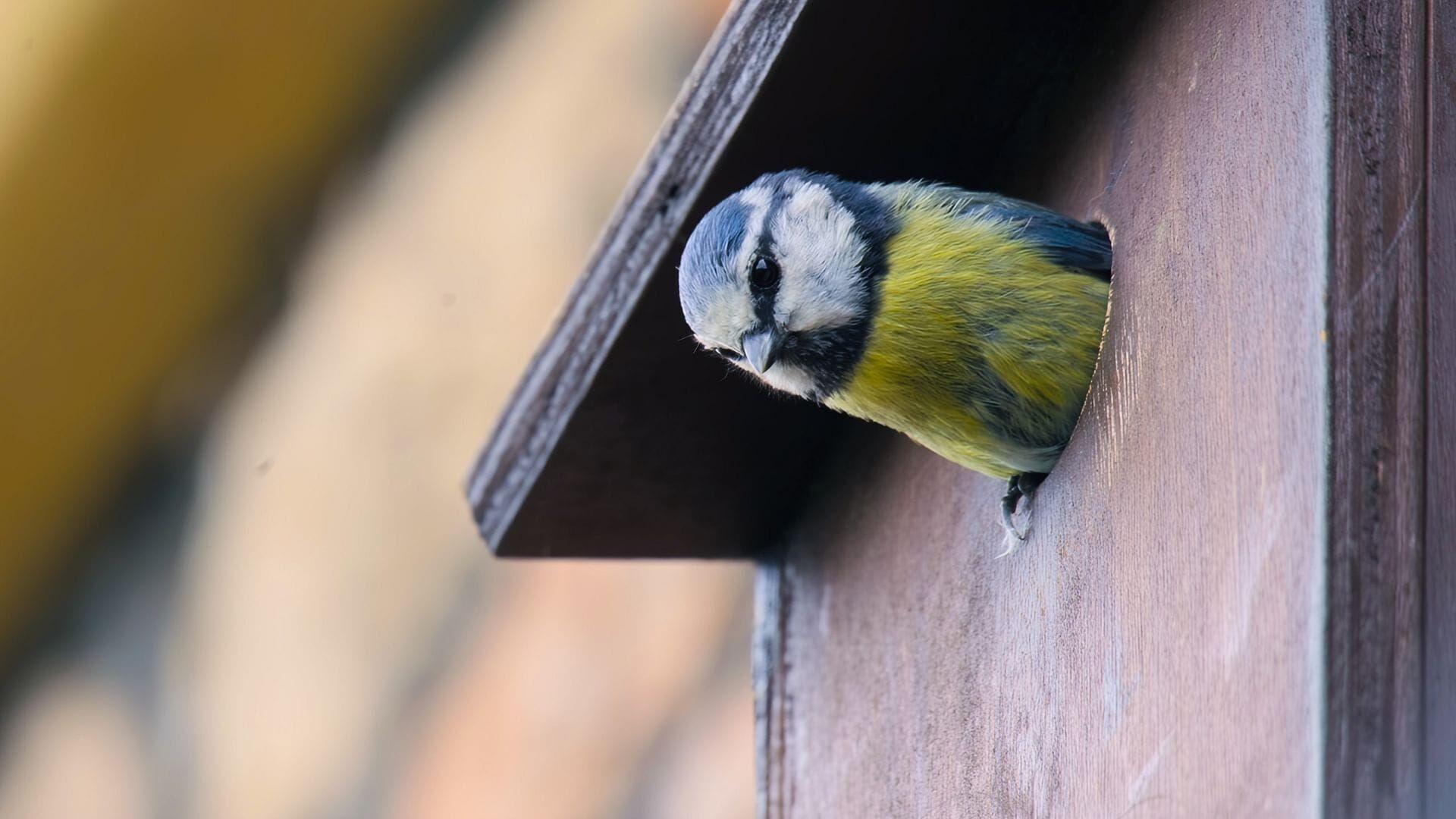 La vie secrète des jardins britanniques