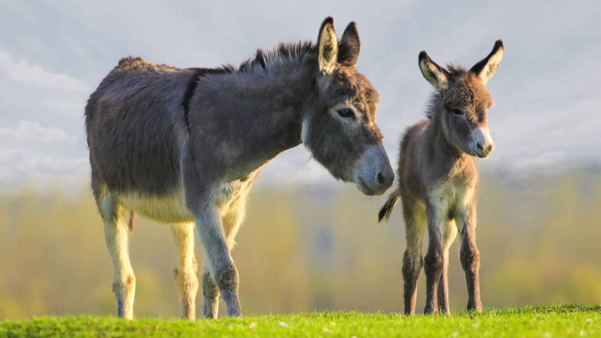 Alerta Pelos Burros