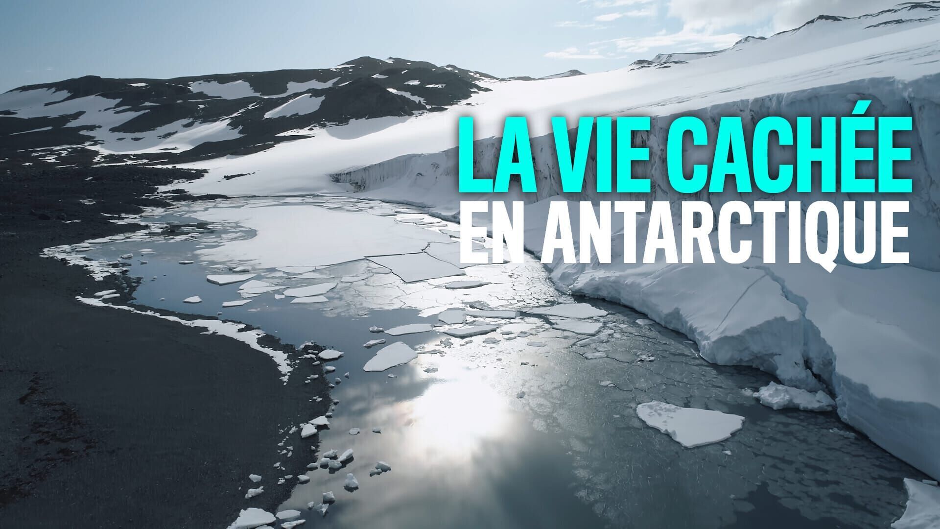 La vie cachée en Antarctique