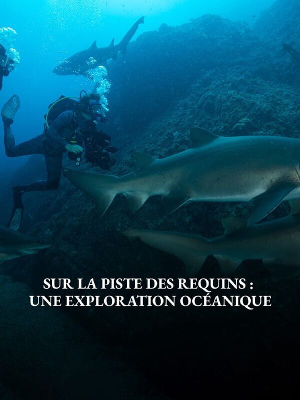 Sur la piste des requins : une exploration océanique