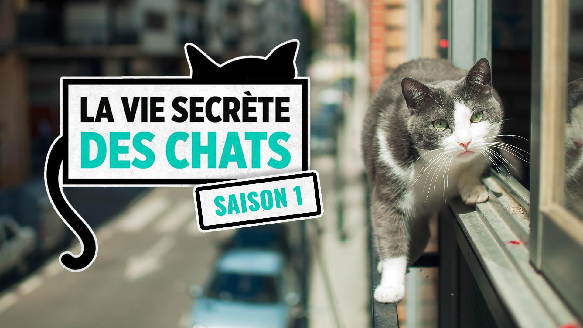 La Vie Secrete Des Chats Saison 1 Streaming