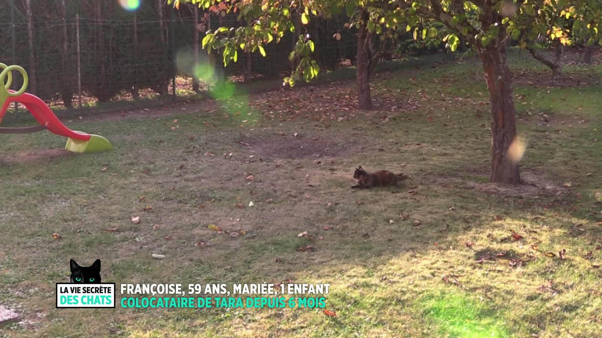 Replay La Vie Secr te Des Chats S1 Retrouvez Les missions De Ce replay-la-vie-secr-te-des-chats-s1-retrouvez-les-missions-de-ce