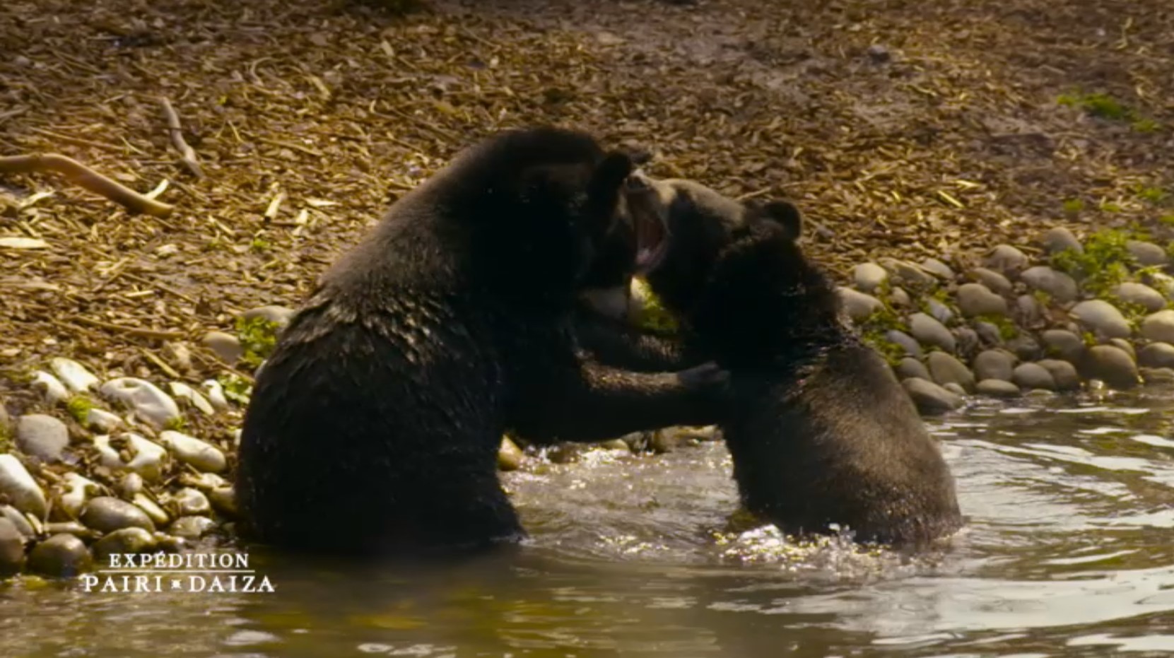 Revoir 1 an à pairi daiza, le meilleur zoo d'europe du 15 Mars