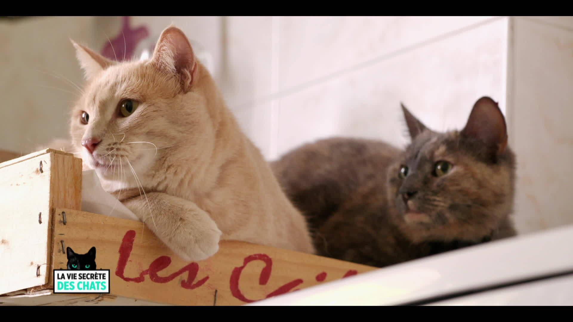Replay S2E4 - Mon chat, mon enfant et moi... : voir l'intégralité de