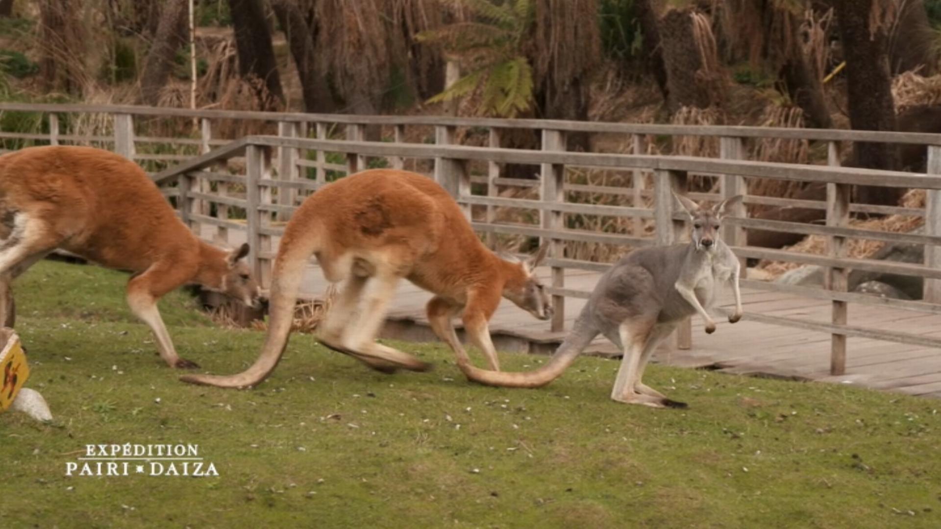 Revoir 1 an à pairi daiza, le meilleur zoo d'europe du 29 Mars