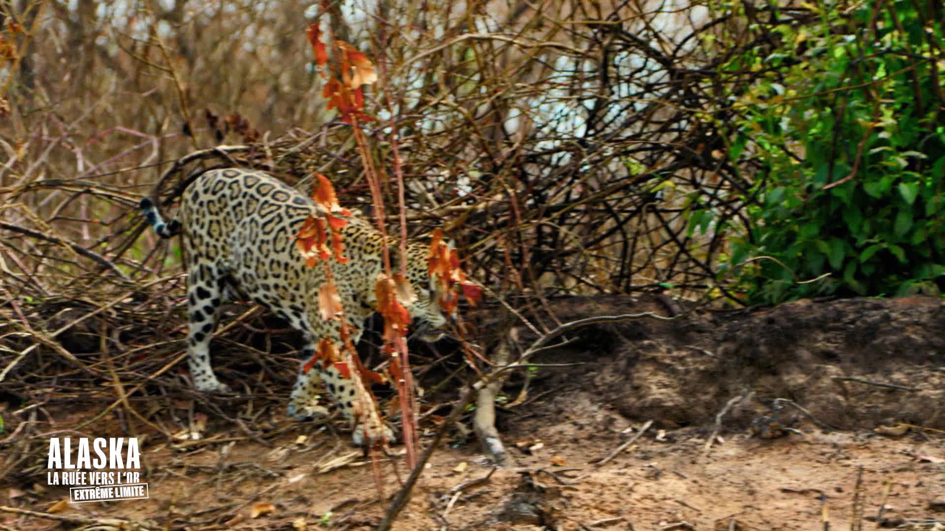 Replay Alaska, la ru�e vers l'or : extr�me limite