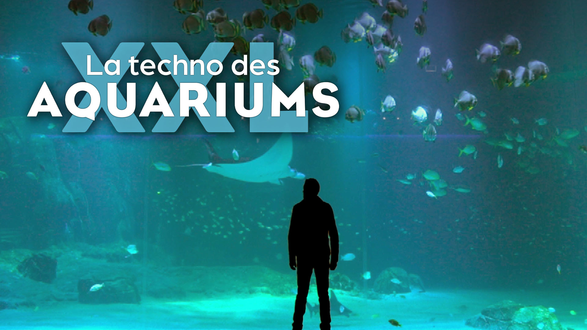 Replay La Techno Des Aquariums XXL Voir L int gralit De Cette replay-la-techno-des-aquariums-xxl-voir-l-int-gralit-de-cette