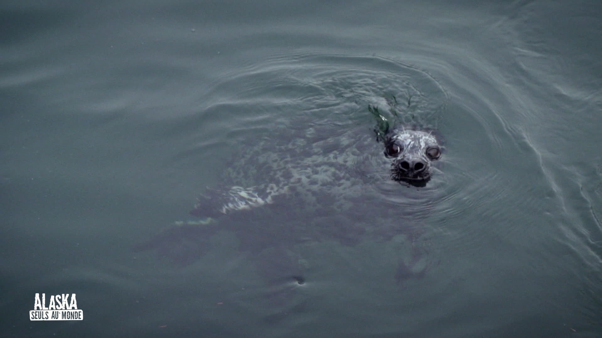 Replay Alaska : seuls au monde