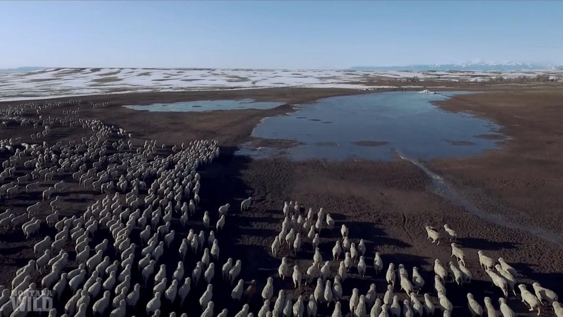 Replay Seuls face au montana