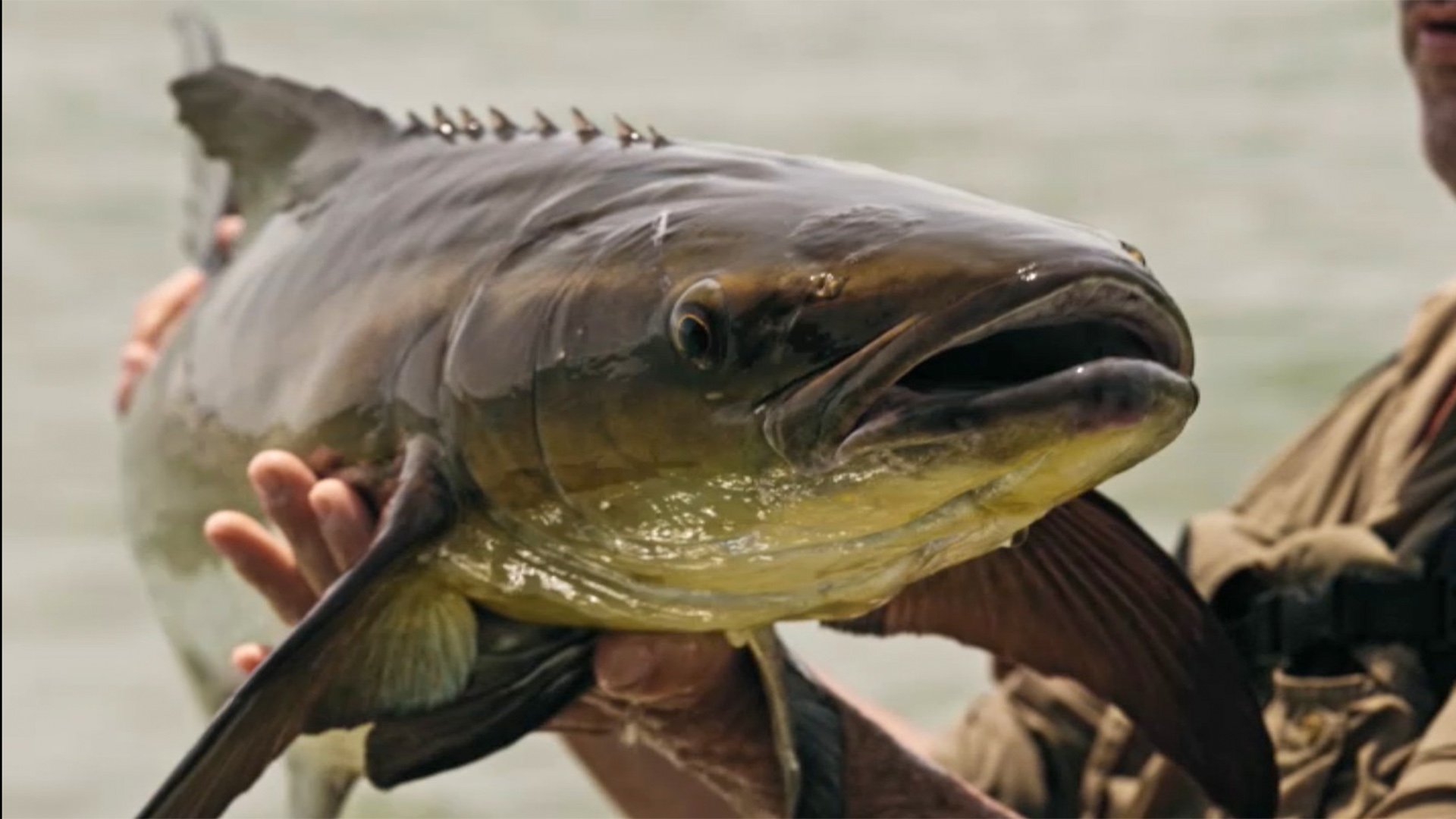 Pêche xxl : derniers géants du 18 Octobre Pêche xxl : derniers géants du 18 Octobre