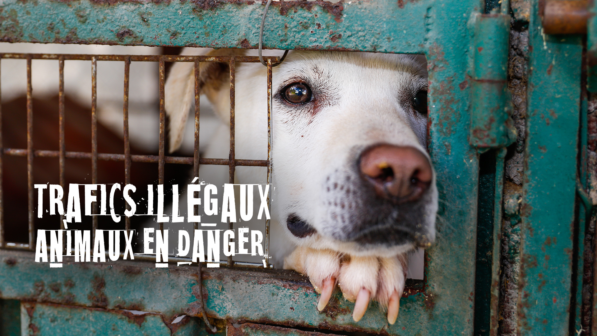 Replay Trafics illégaux, animaux en danger voir l