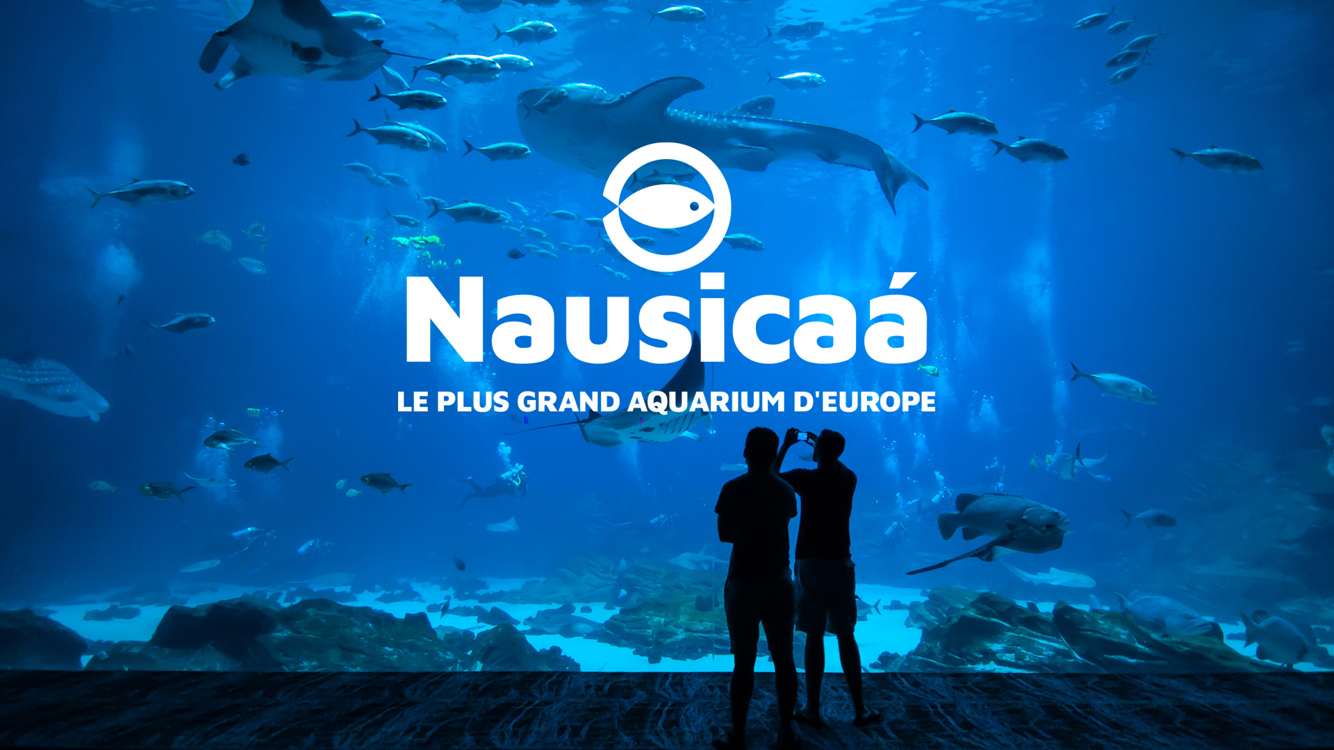 Replay Nausicaa, le plus grand aquarium d'Europe voir l'intégralité