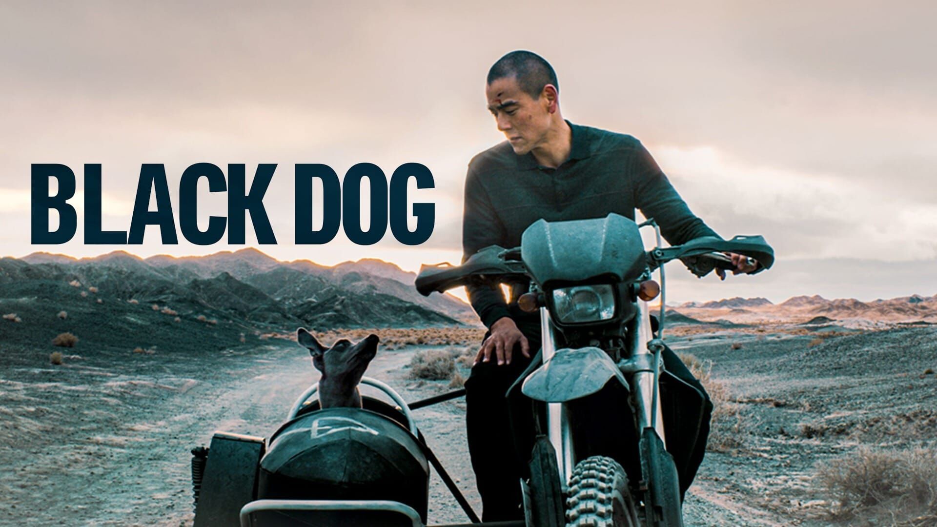Black Dog