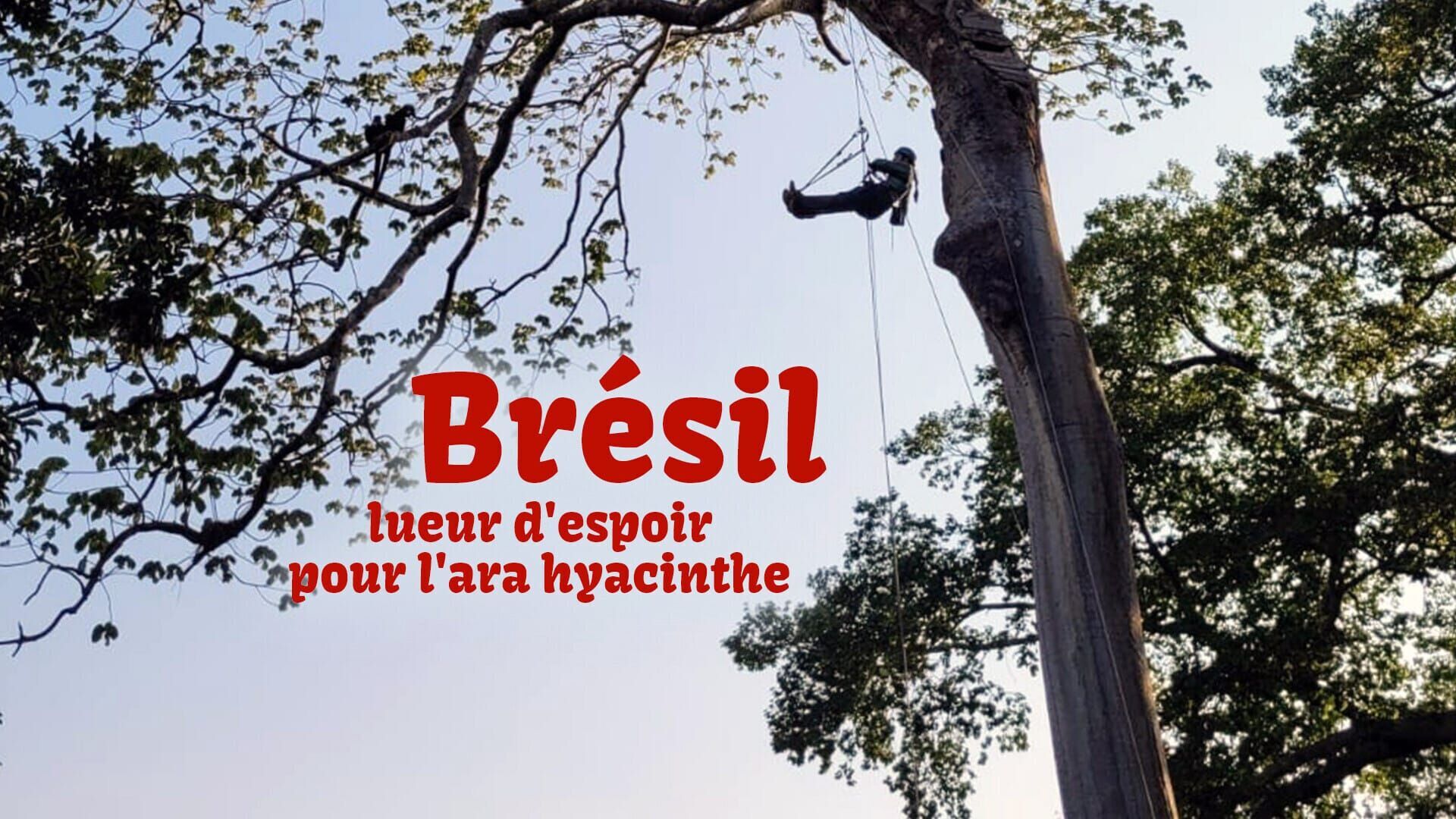 Brésil : lueur d'espoir pour l'ara hyacinthe