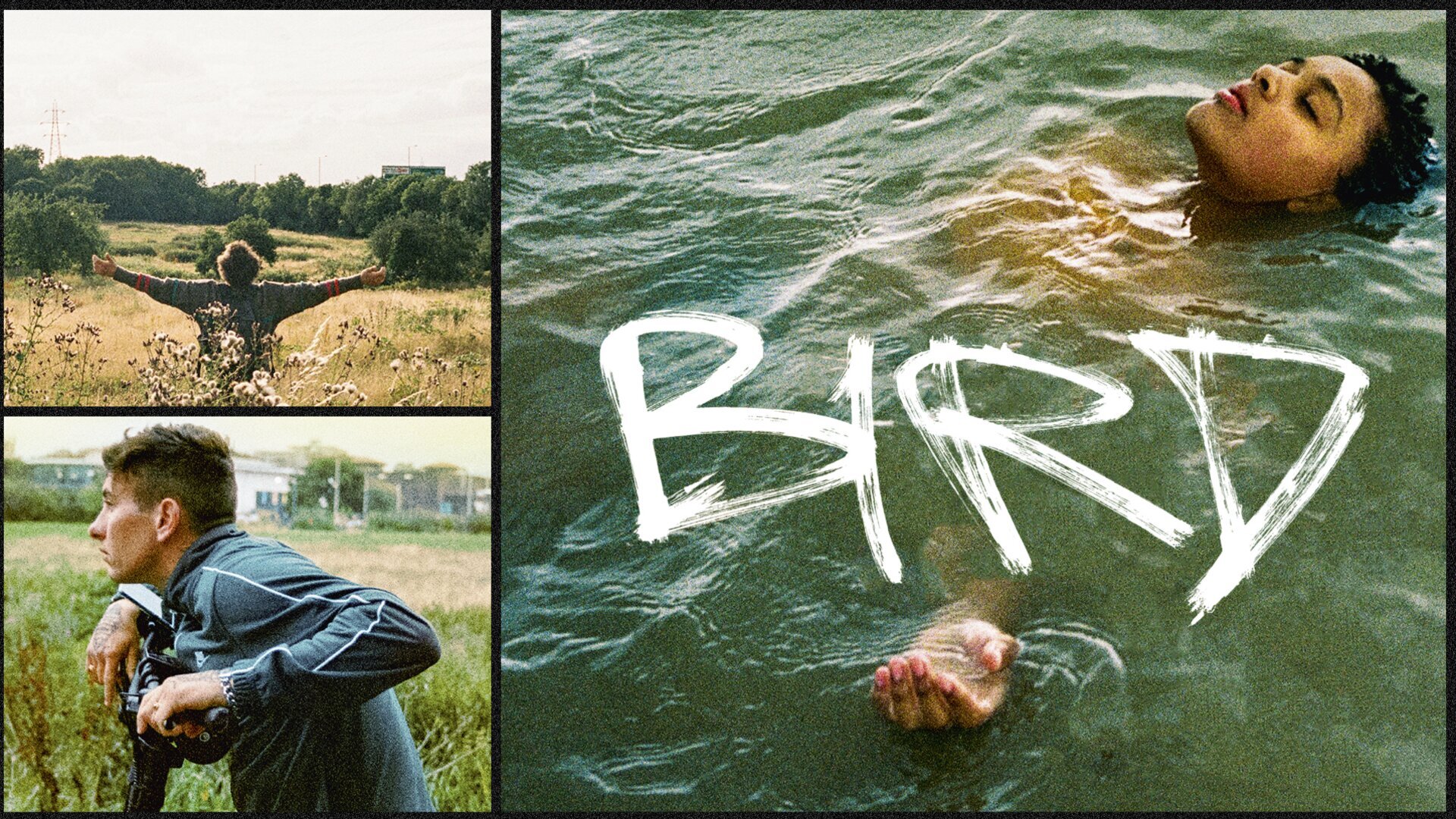 Bird