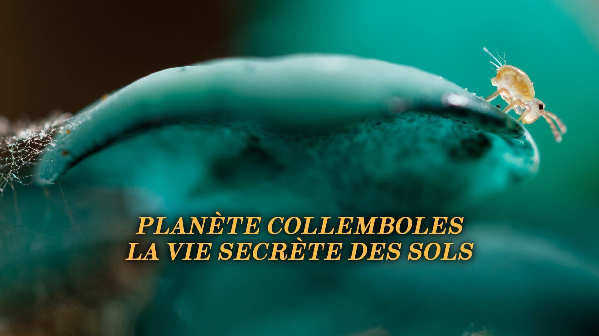 Planète collemboles, la vie secrète des sols