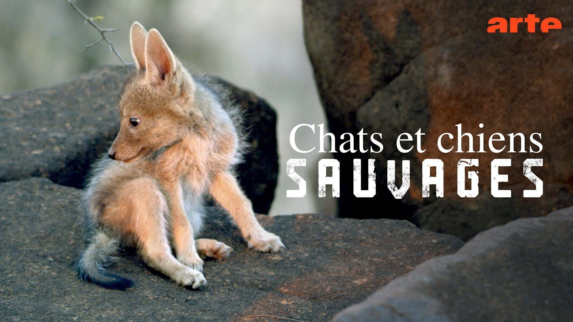 Chats et chiens sauvages