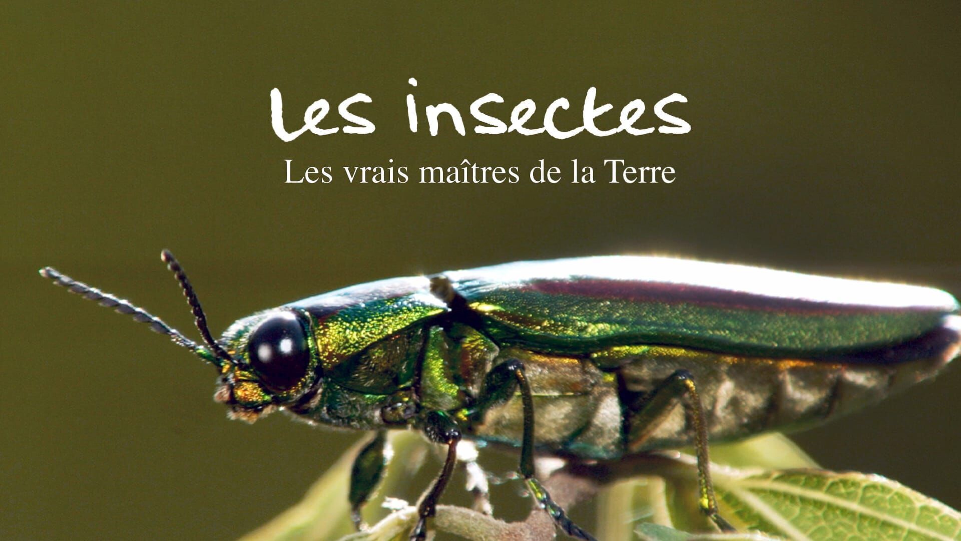 Les vrais maîtres de la Terre : Les insectes