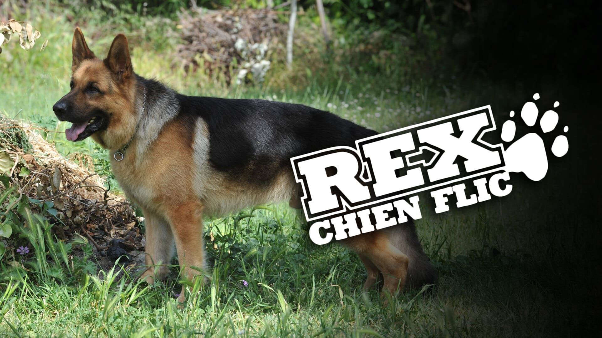 Rex